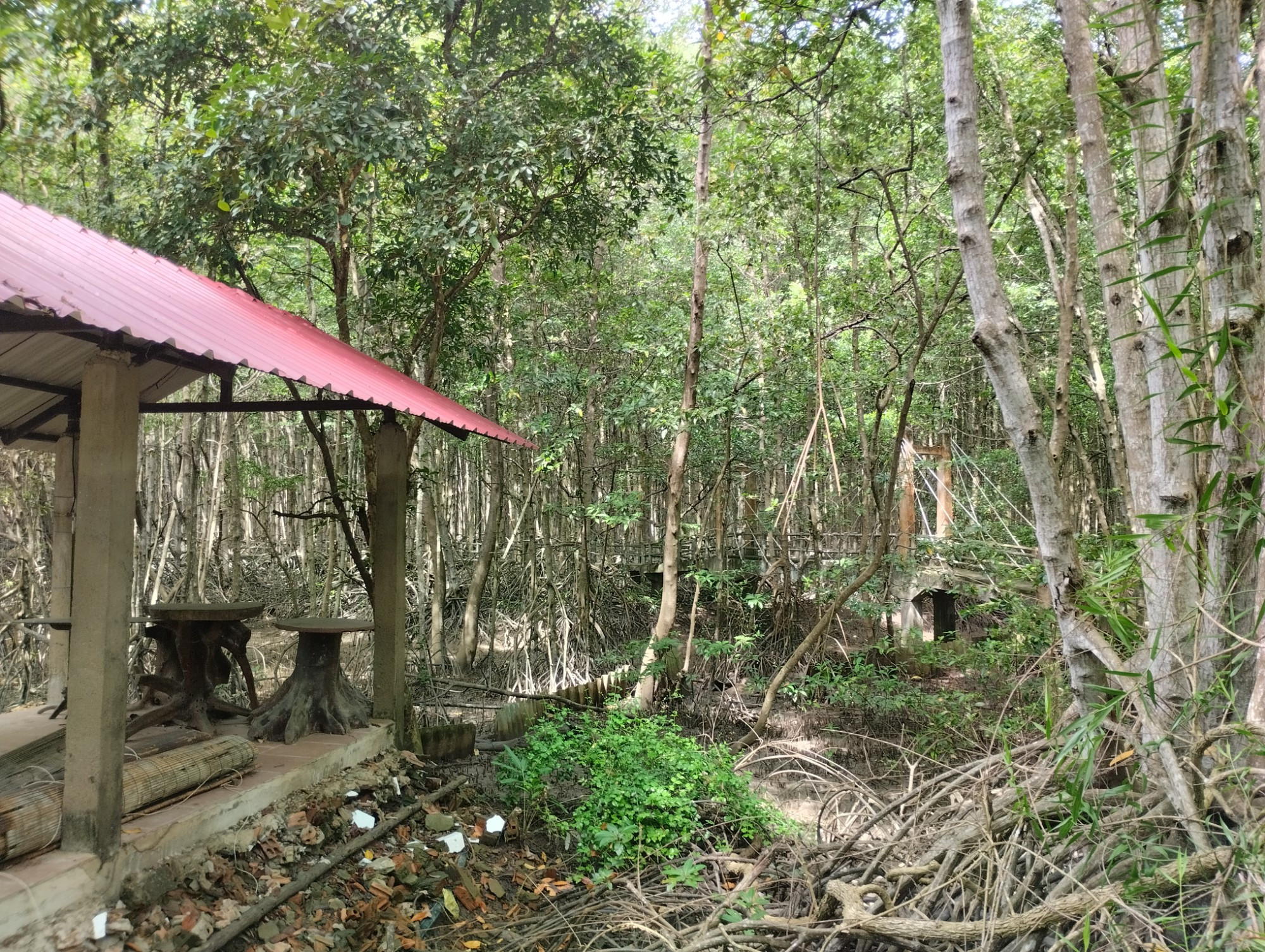 Мангровые леса Канзо, Vietnam