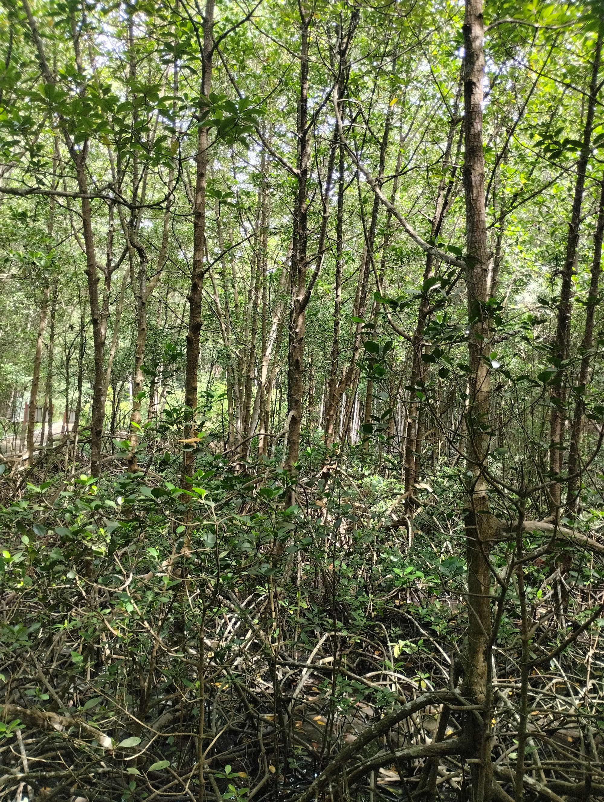 Мангровые леса Канзо, Vietnam