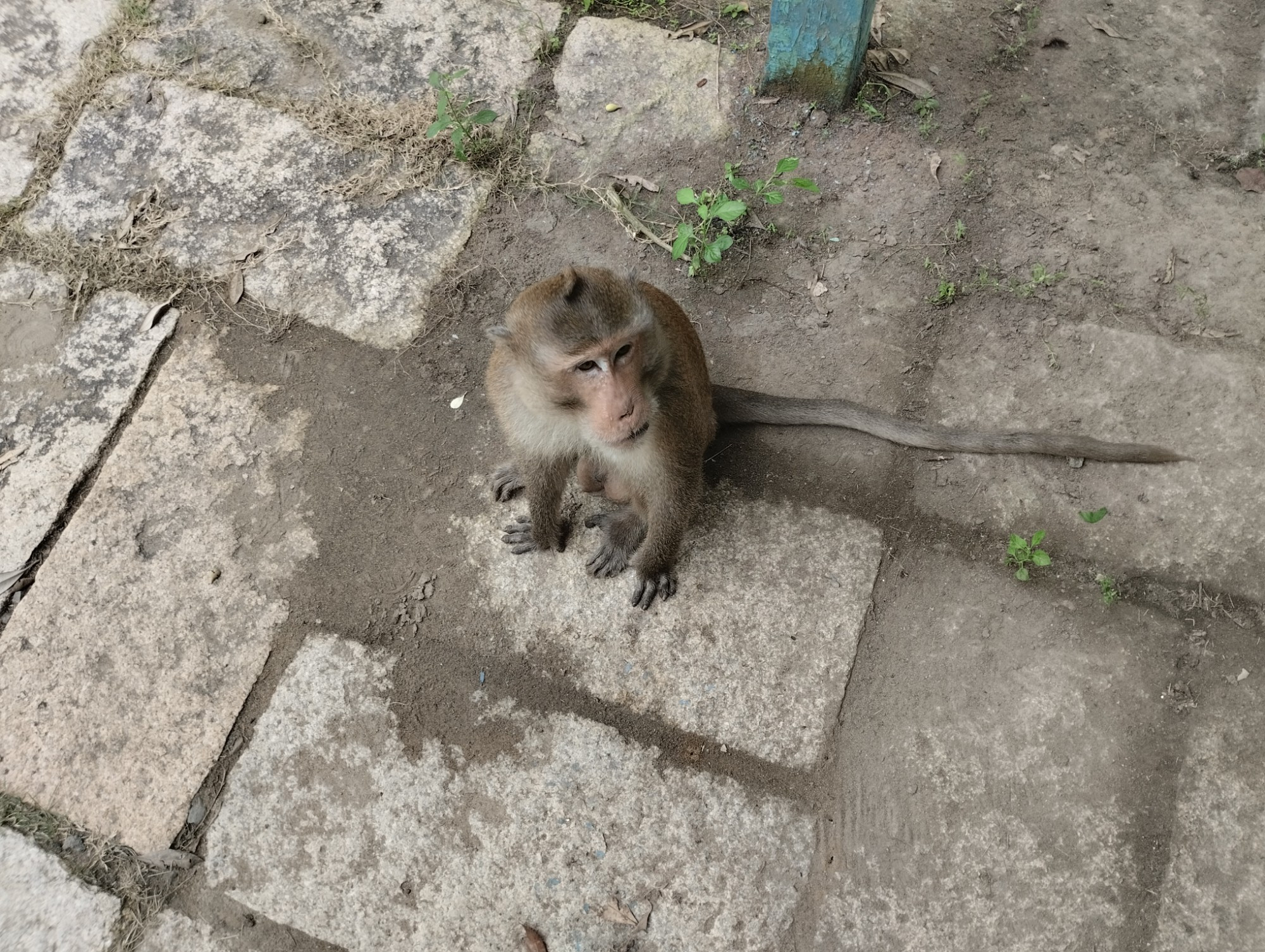 Мангровые леса Канзо, Vietnam