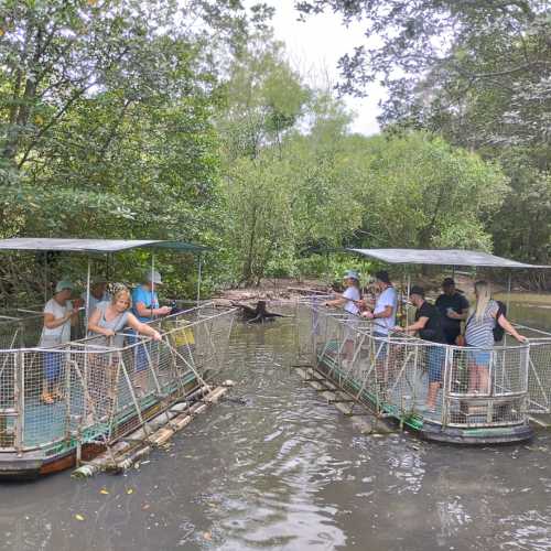 Мангровые леса Канзо, Vietnam