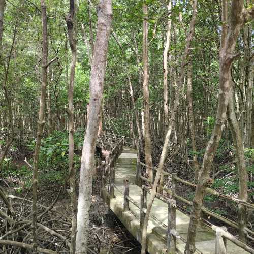 Мангровые леса Канзо, Vietnam