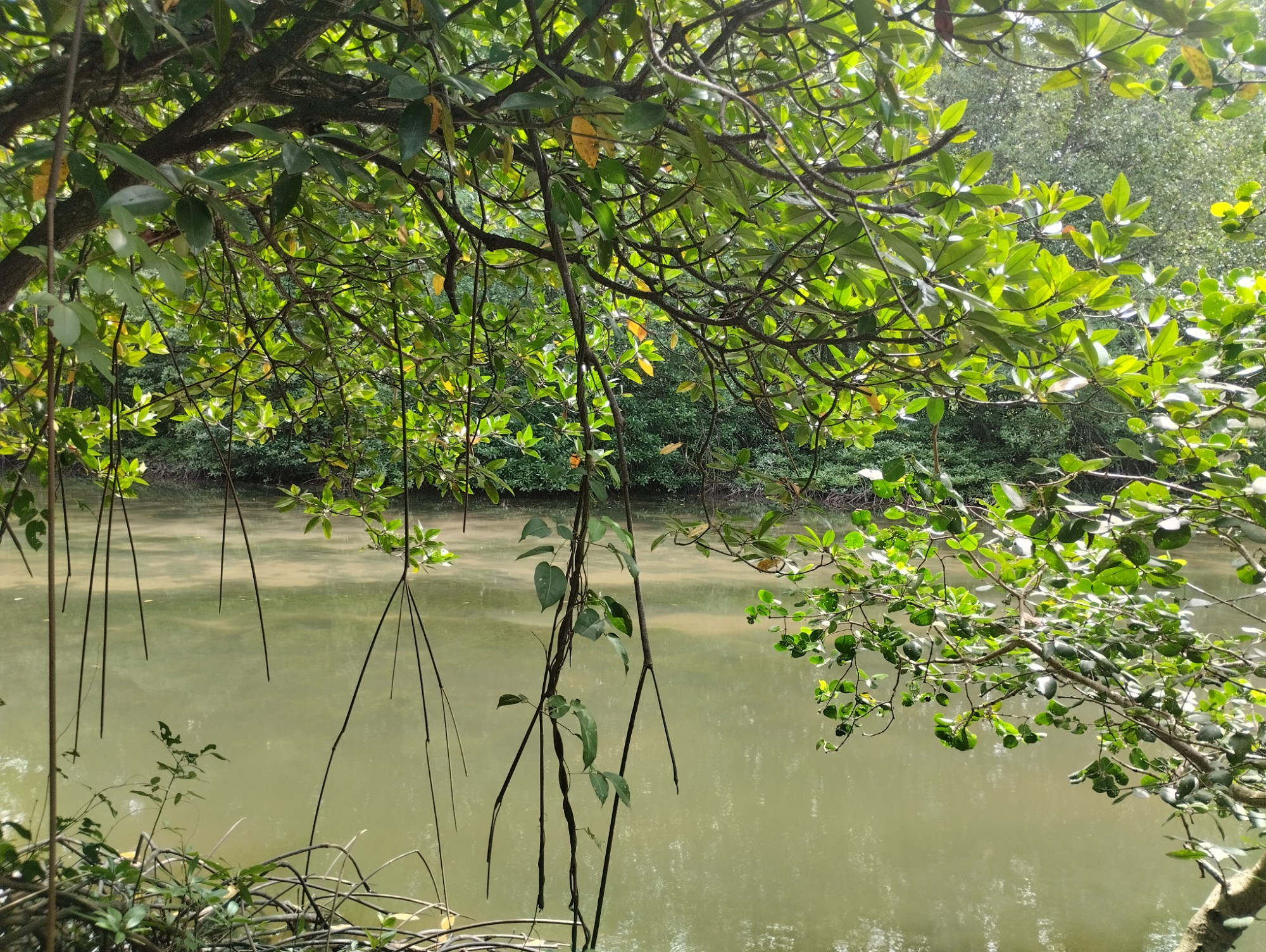 Мангровые леса Канзо, Vietnam