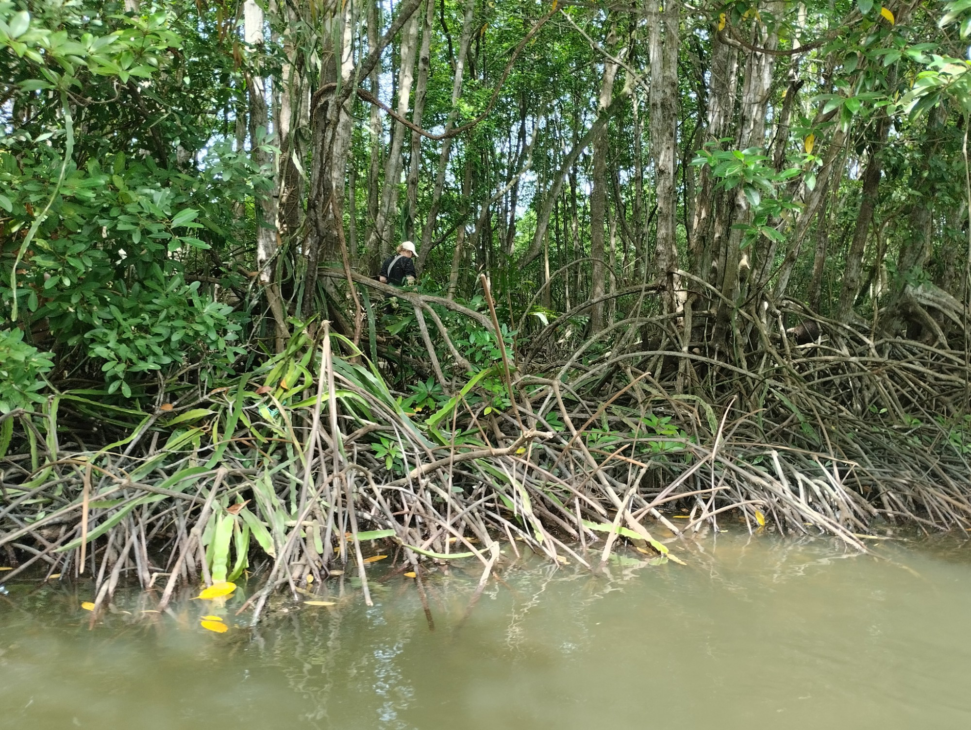 Мангровые леса Канзо, Vietnam