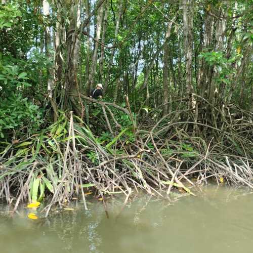 Мангровые леса Канзо, Vietnam