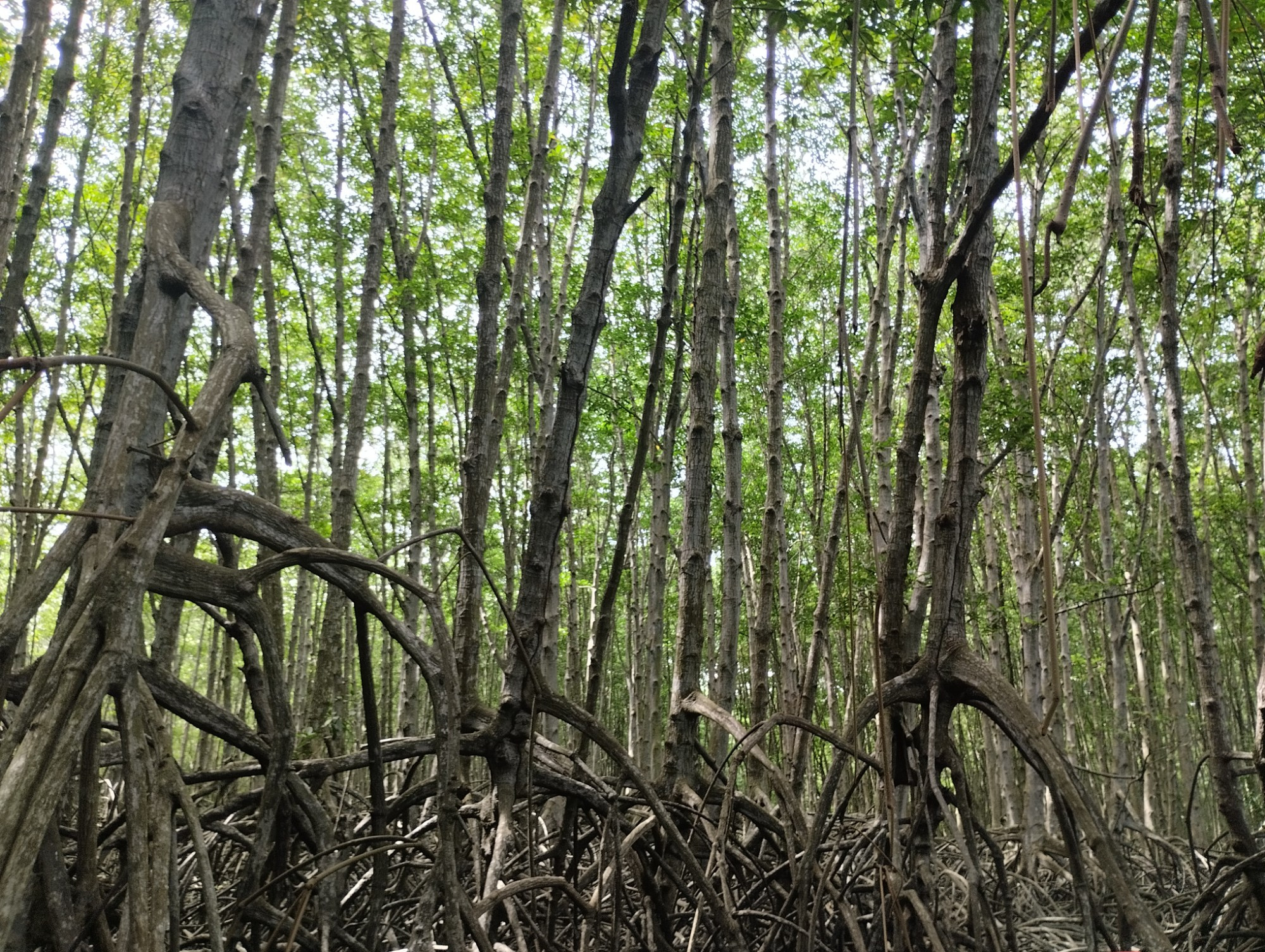 Мангровые леса Канзо, Vietnam