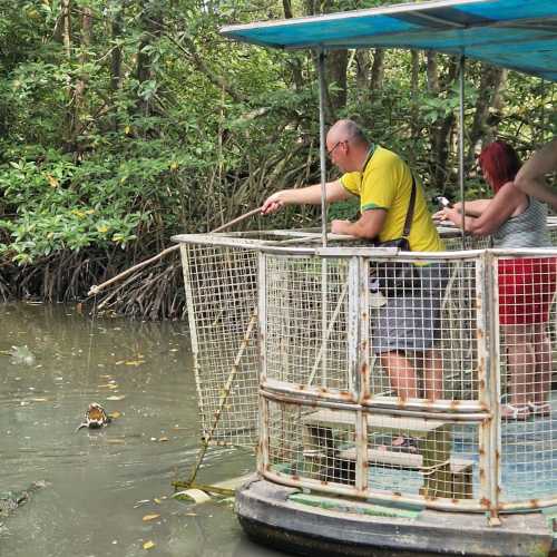 Мангровые леса Канзо, Vietnam