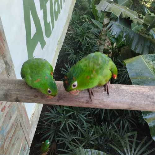 Парк птиц дас Авес, Brazil