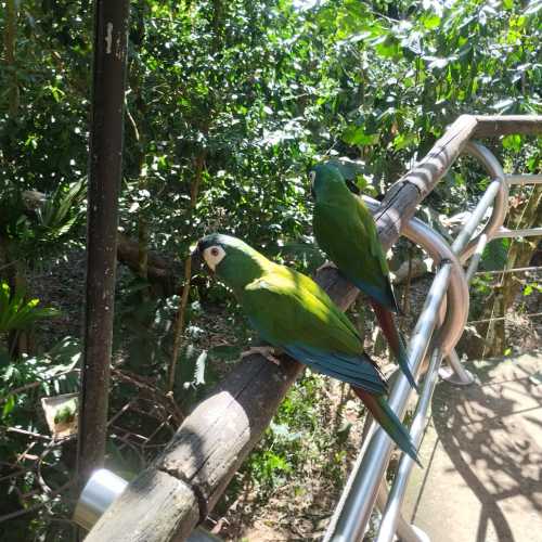 Парк птиц дас Авес, Brazil