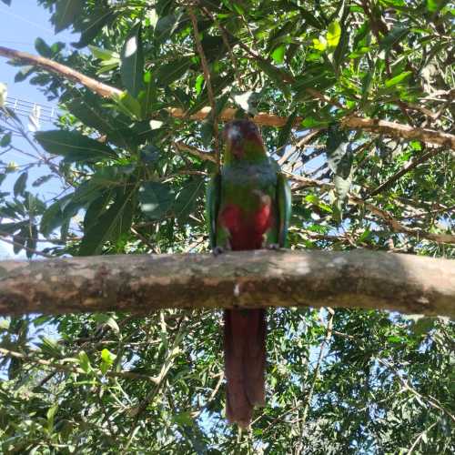 Парк птиц дас Авес, Brazil