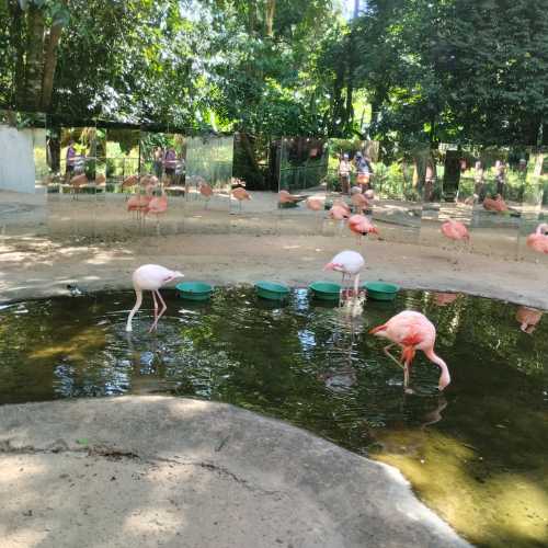 Парк птиц дас Авес, Бразилия