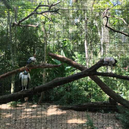 Парк птиц дас Авес, Бразилия