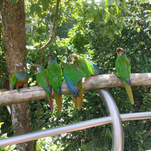 Парк птиц дас Авес, Brazil