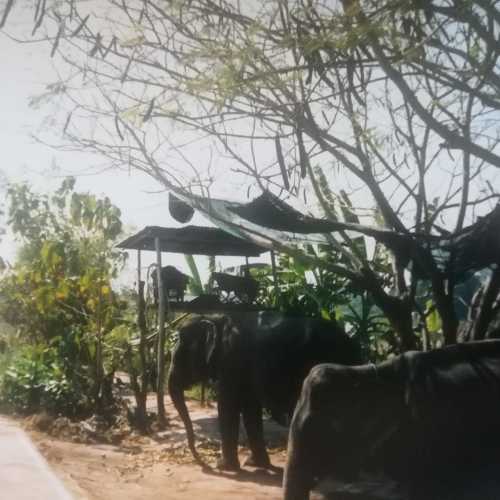 Деревня Слонов, Таиланд