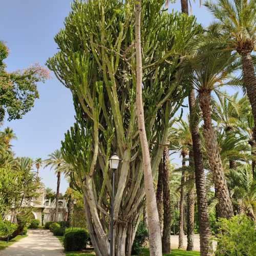 Эльче, Испания