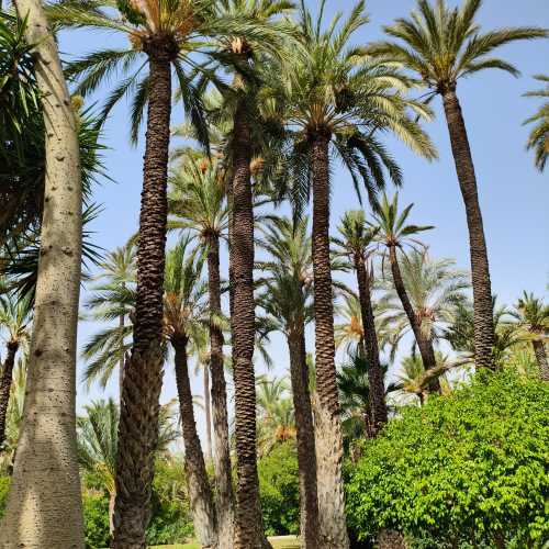 Эльче, Испания