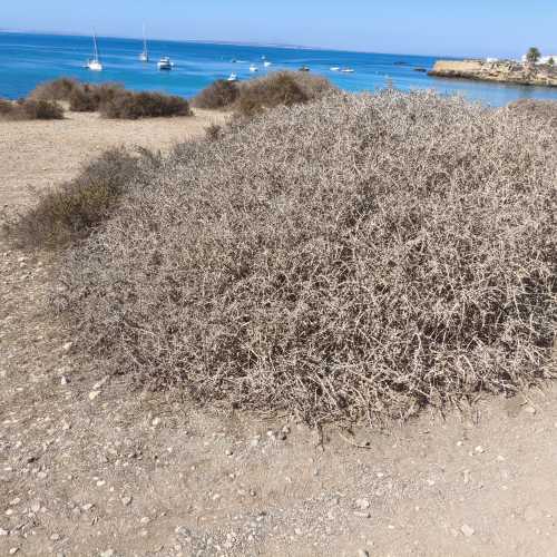 Остров Новая Табарка, Испания