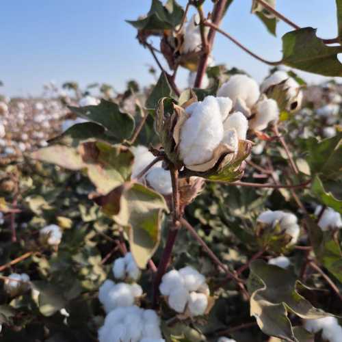 Хлопковое поле в районе Зиадин, Узбекистан