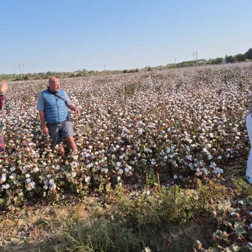 Хлопковое поле в районе Зиадин, Узбекистан