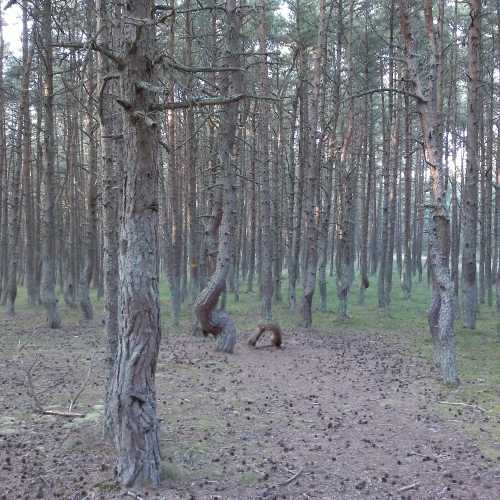 Танцующий лес, Россия