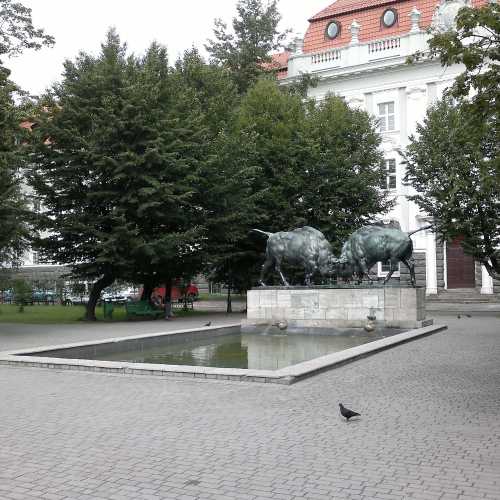 Борющиеся зубры, Russia