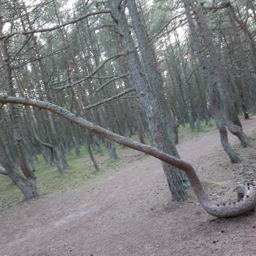 Танцующий лес, Россия