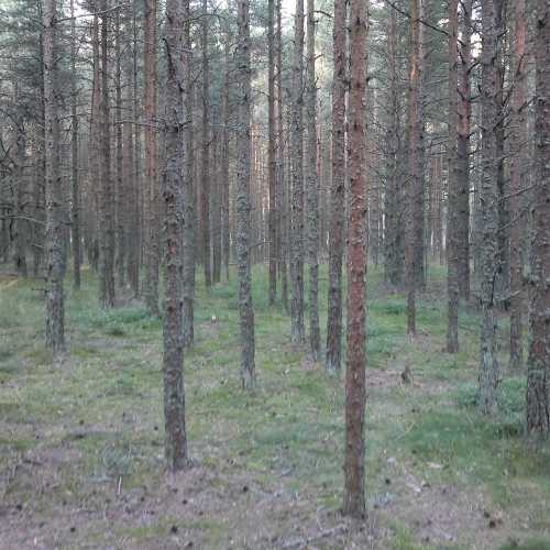 Dancing Forest, Russia