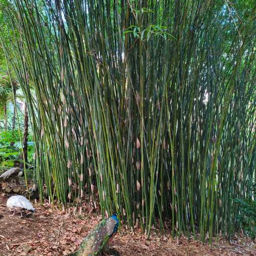 Сад дворца Монте, Португалия