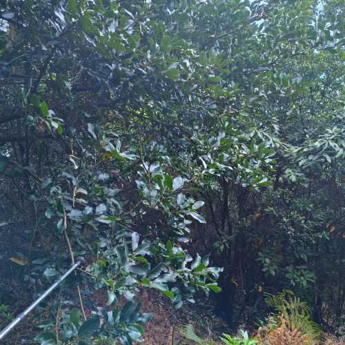 Пешеходный маршрут Ларано на Мадейре, Португалия