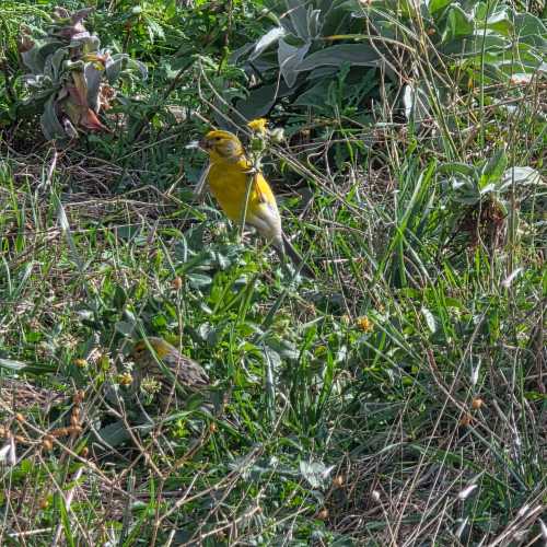 Пешеходный маршрут Ларано на Мадейре, Португалия