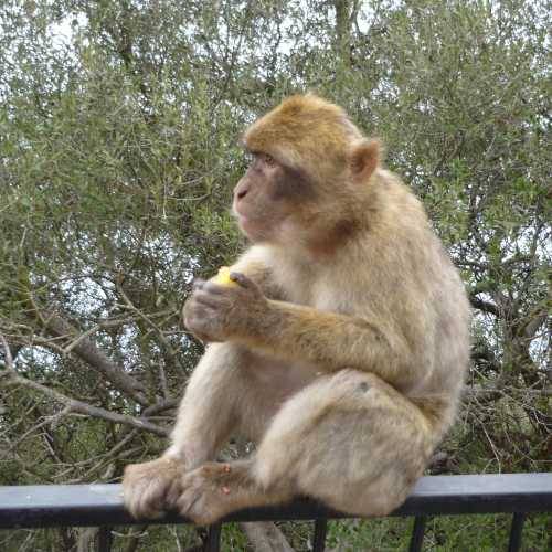 Колония маготов, Гибралтар