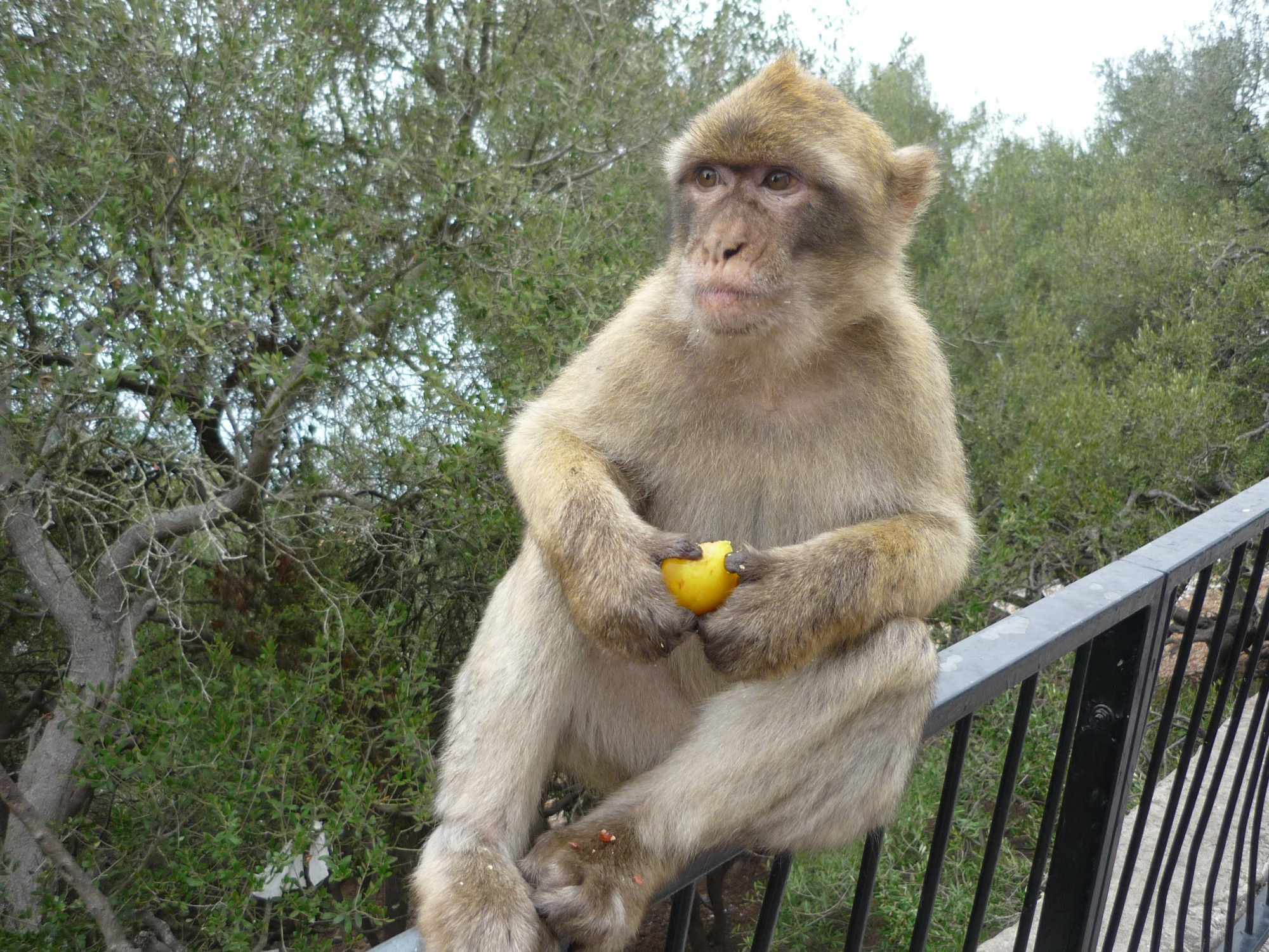 Колония маготов, Гибралтар