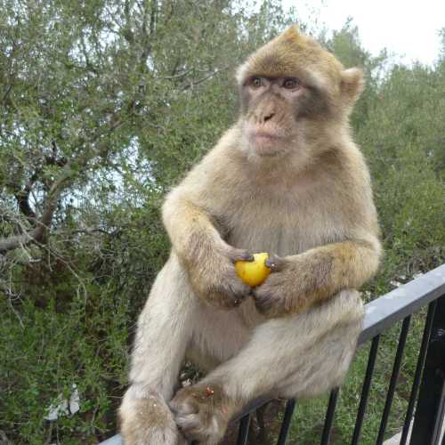 Колония маготов, Гибралтар