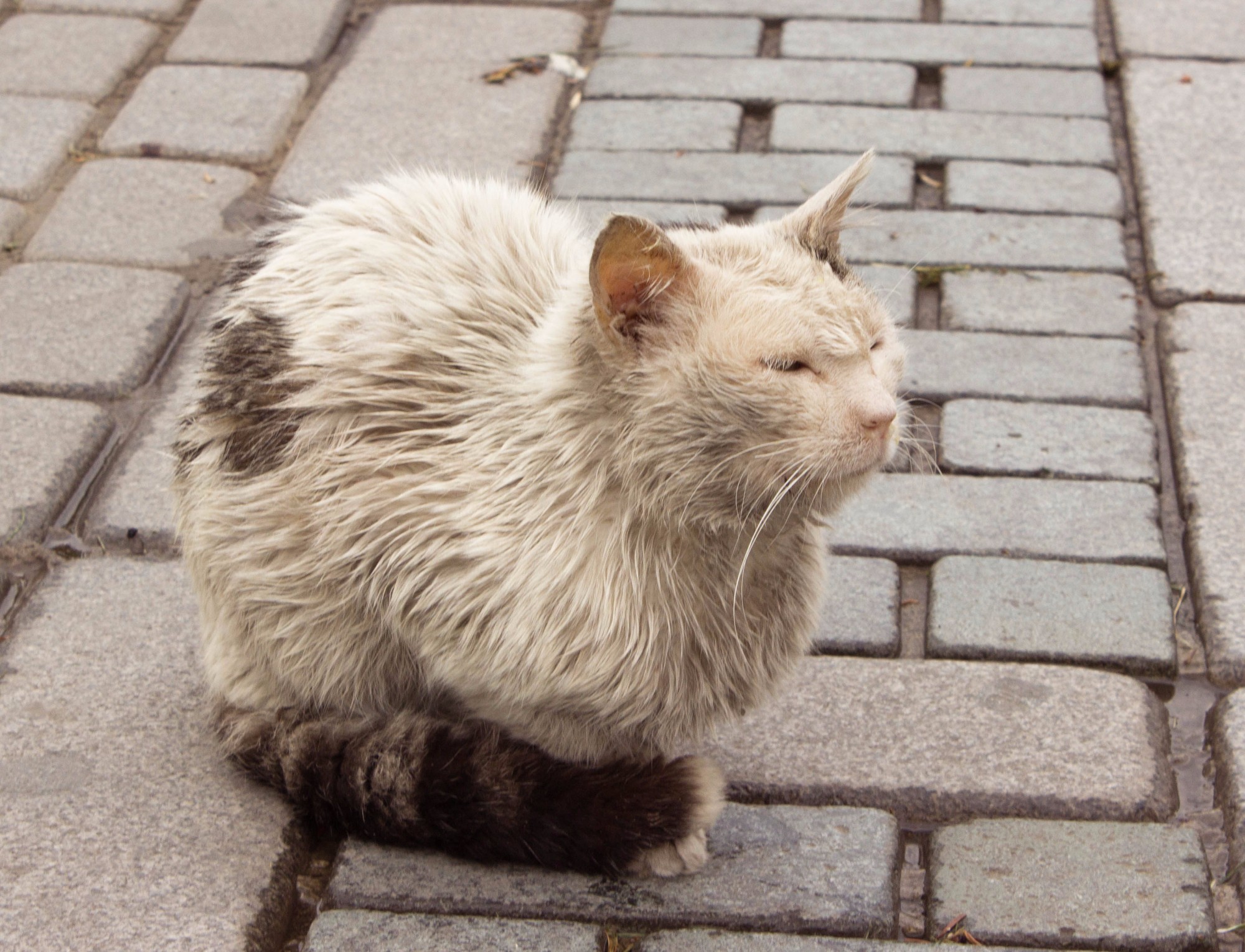 Стамбульская кошка