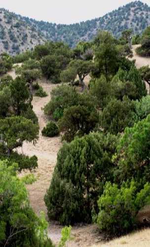 Relict juniper grove, Crimea