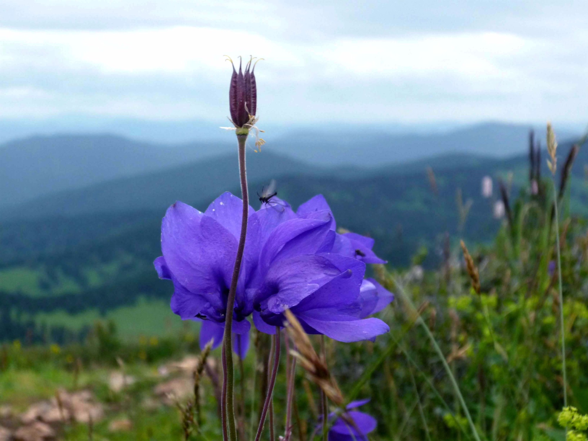 Altai Mountains, Russia