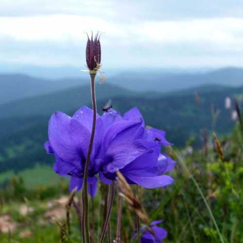 Altai Mountains, Russia