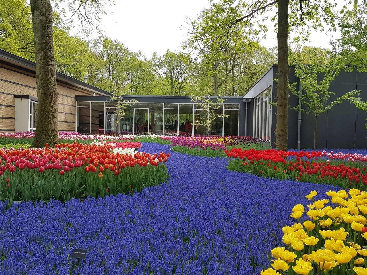 Парк тюльпанов в голландии