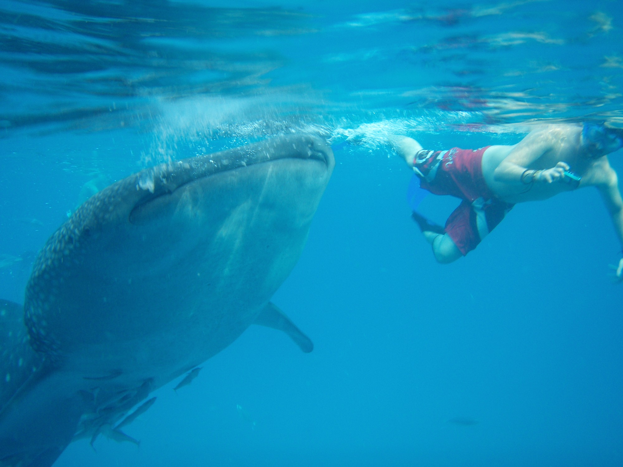 Купание с китовыми акулами на острове Себу в местечке Ослоб