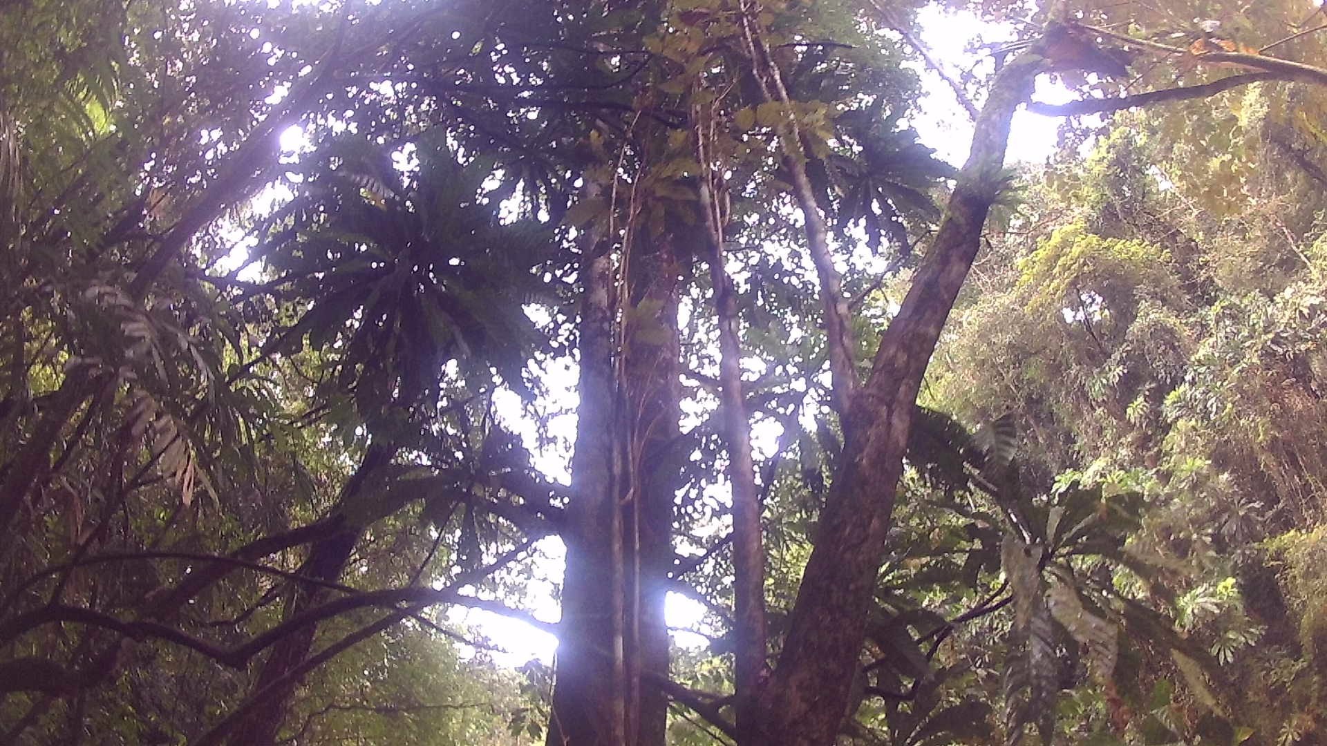 Chagres National Park, Panama