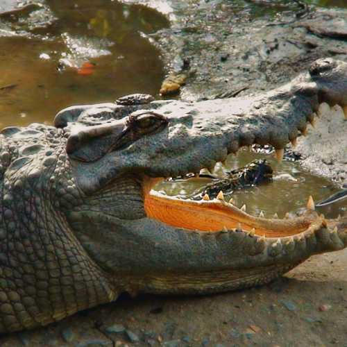 Деревня крокодилов, Вьетнам