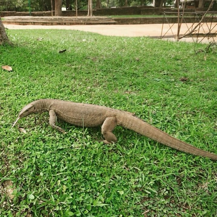 Sri Lanka