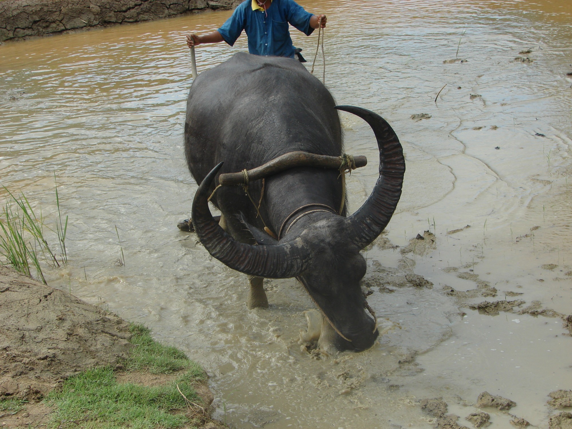 Thailand