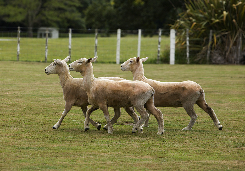 New Zealand