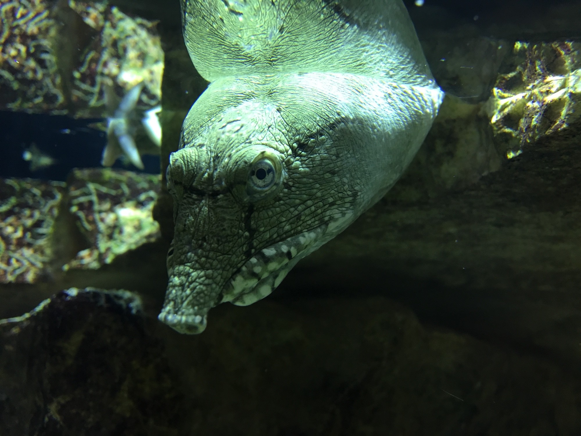 Acquario, Italy