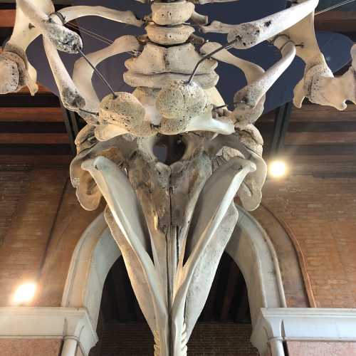 Natural History Museum, Italy