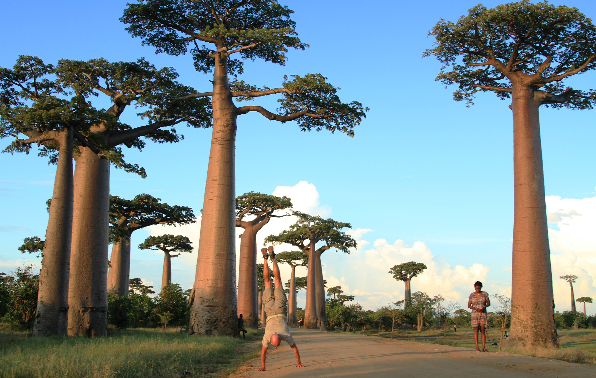 Авеню баобабов Мадагаскар