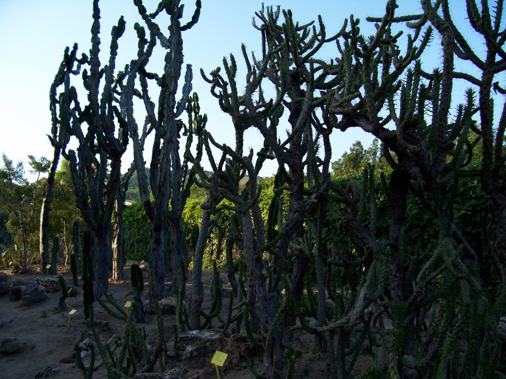 Кактуси в Ботаніному саду