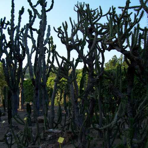 Кактуси в Ботаніному саду