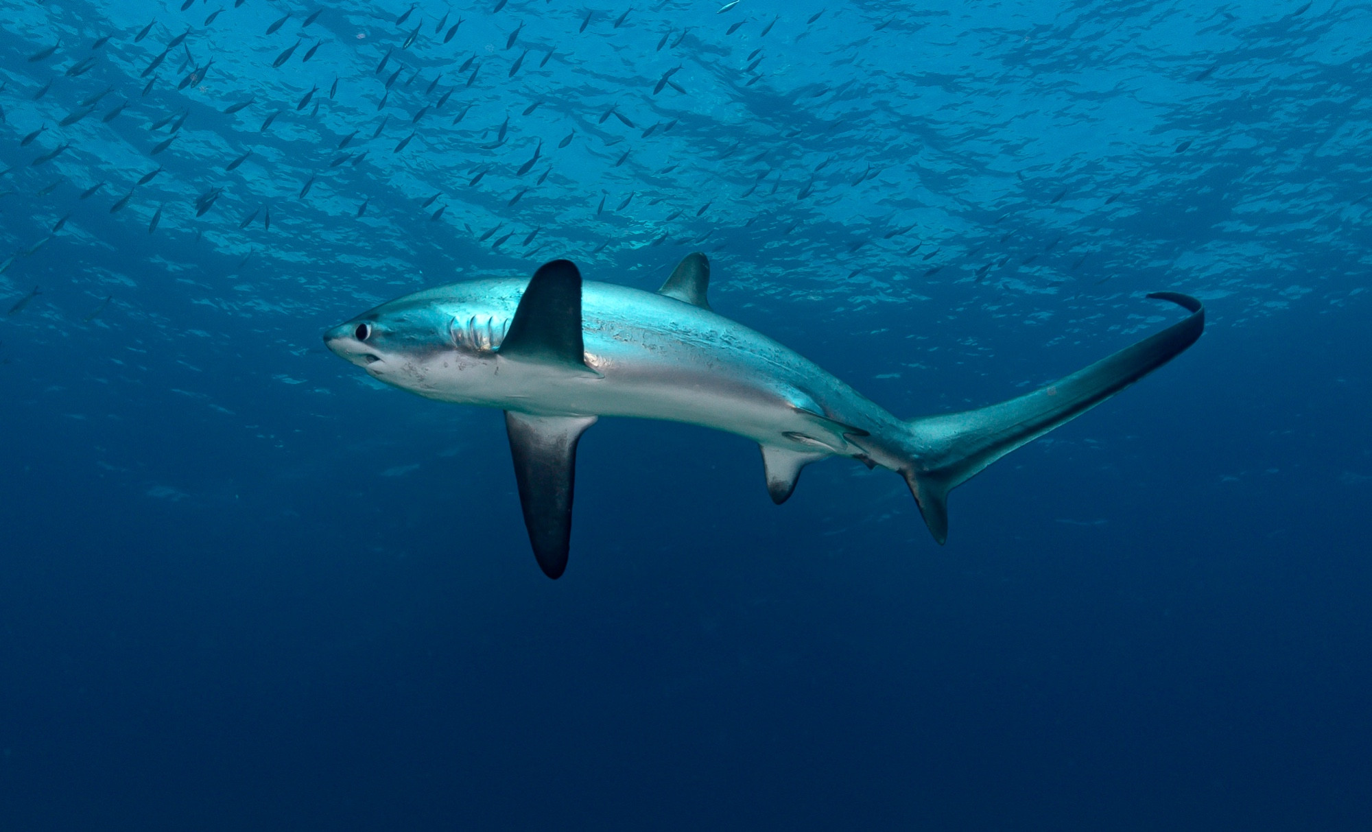 Thrasher shark. Malapascua