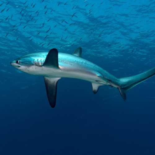 Thrasher shark. Malapascua